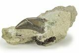 Serrated Dinosaur (Allosaurus) Tooth - Colorado #218336-1
